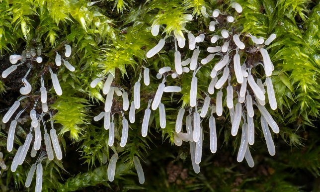 “柞木”与“榨木”的读音一样吗？