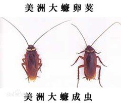 美洲大蠊和樱桃蟑螂怎么区分啊，个人感觉好像啊！