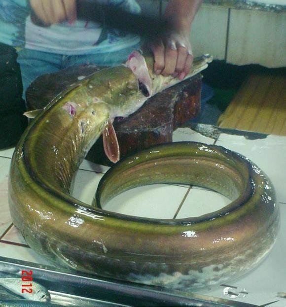 可食用海鱼的种类和简介