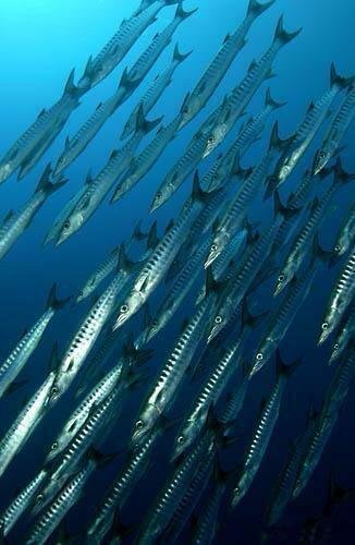 可食用海鱼的种类和简介