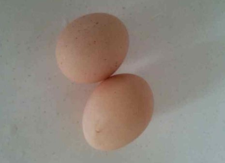 炖蛋要怎么做才够嫩？