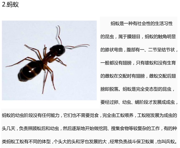 20种常见的昆虫名字和图？