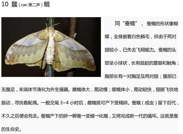 20种常见的昆虫名字和图？