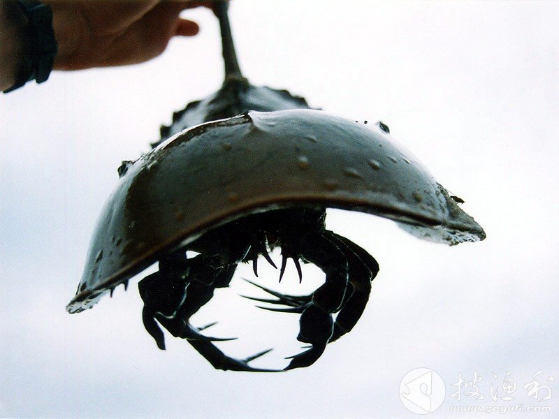 中国鲎的医用价值