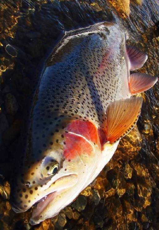 可食用海鱼的种类和简介