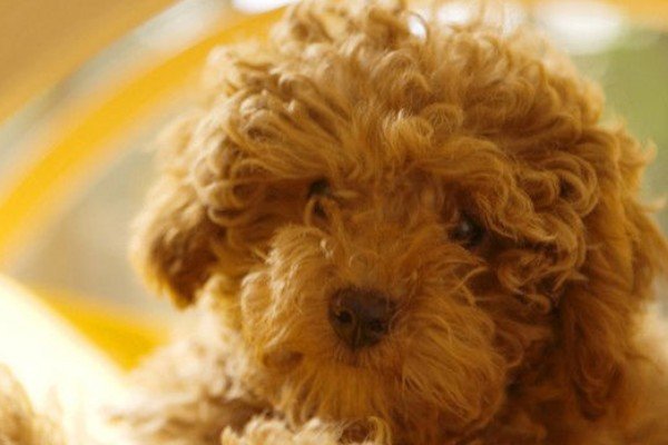 泰迪熊和玩具贵宾狗有什么区别?