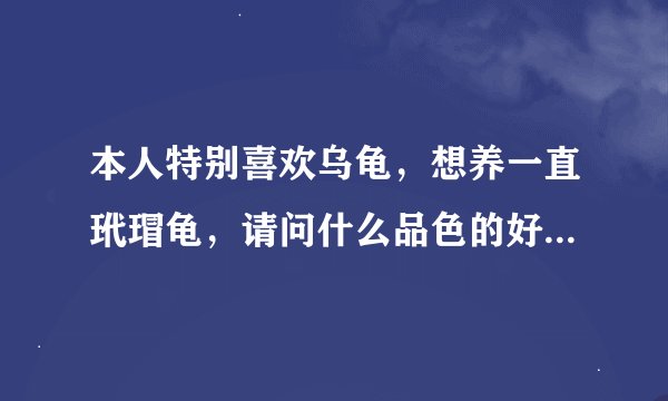 本人特别喜欢乌龟，想养一直玳瑁龟，请问什么品色的好！需要怎么饲养呢！