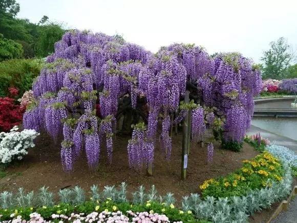 紫藤的花期有多长？