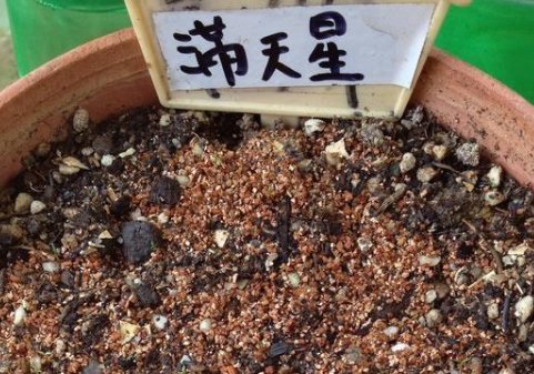 满天星种子种植方法
