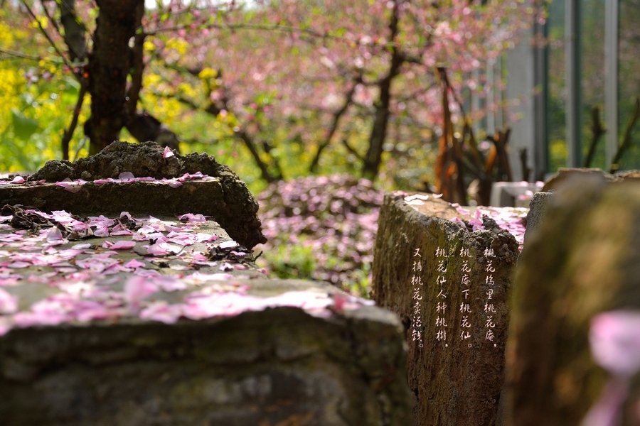 桃花坞里桃花庵，桃花庵下桃花仙；桃花仙人种桃树，又摘桃花卖酒钱 这句是什么意思