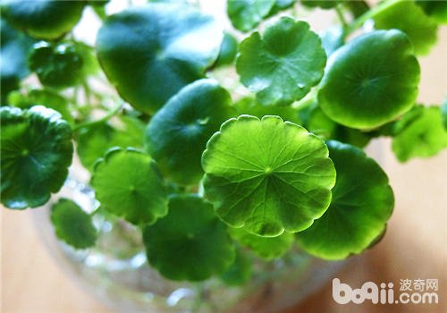 铜钱草怎么养才能长茂盛