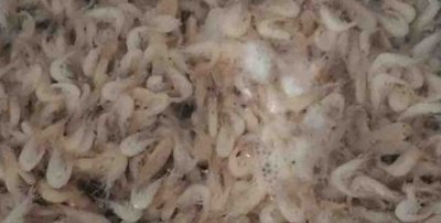 肉三鲜馅饺子是哪三鲜