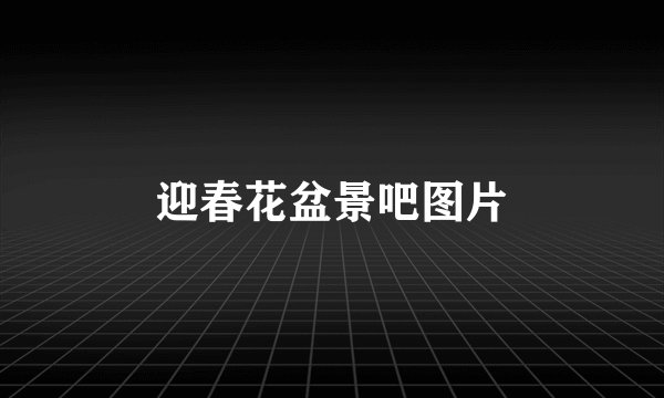 迎春花盆景吧图片