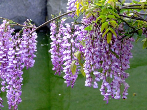 紫藤的花期有多长？