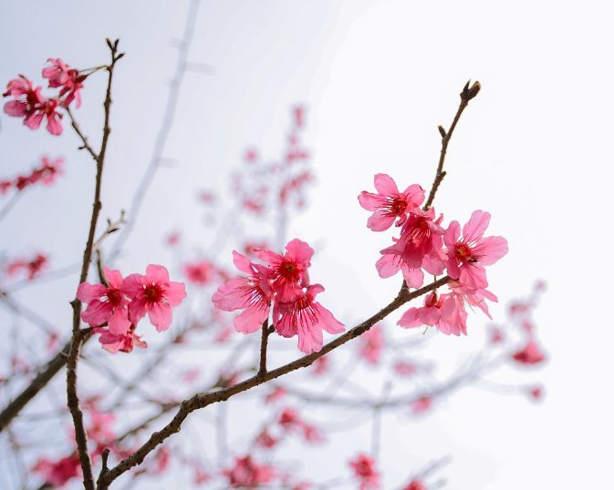 《朝花夕拾》小引的主要内容