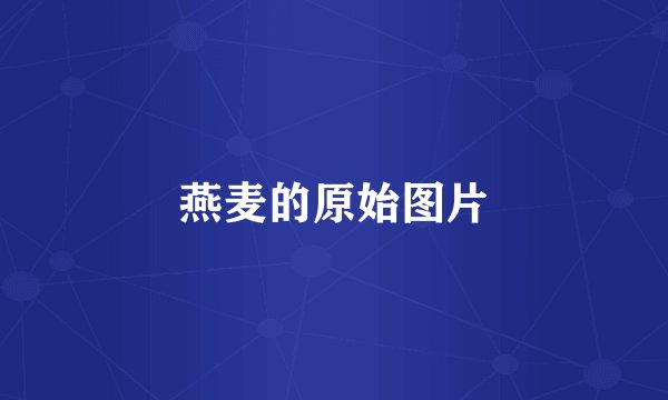 燕麦的原始图片