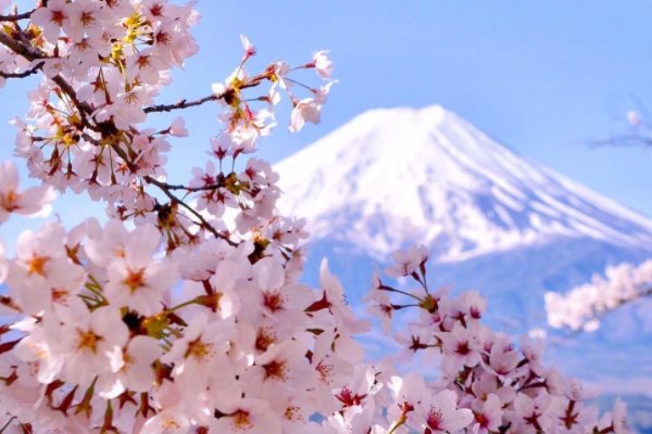 求一首日语歌的名字。只记得开头是：sakura sakura ai tai yo。结尾有句：本当に 本当に よかった。