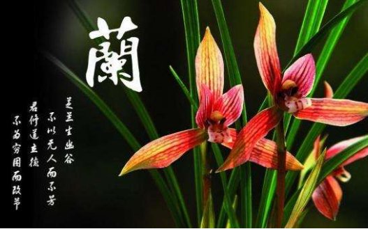 幽兰是什么意思