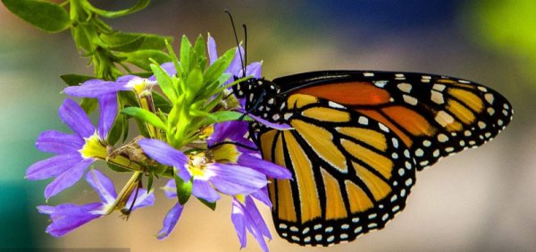 蓝蝶是什么意思