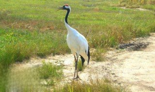 丹顶鹤的丹顶指的是什么？ 丹顶鹤的丹顶指的是丹顶鹤是什么部位呢