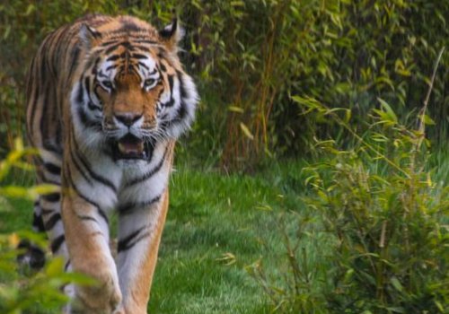 选出不同类的一项:A.蛇 B.大树 C.老虎