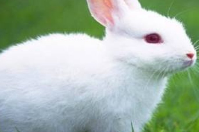 都说兔子不吃窝边草，为啥有些兔子也会吃？