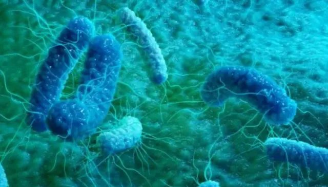 近两年中国已报告近20例霍乱病例,这些病例的现状如何?