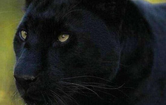 霸王猇真的存在吗灭绝了吗 霸王猇为什么灭绝