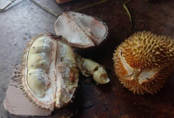 49吨榴莲销毁成有机肥是怎么回事？