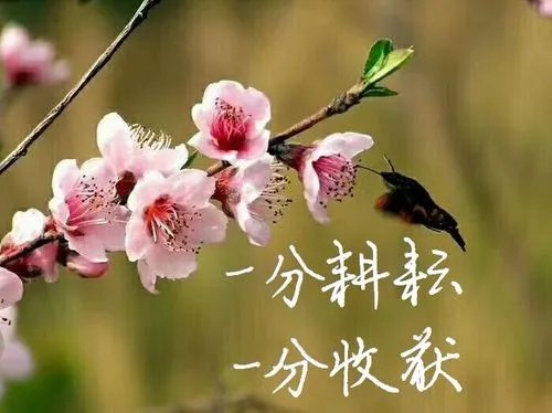 不辜负春光美景的短句