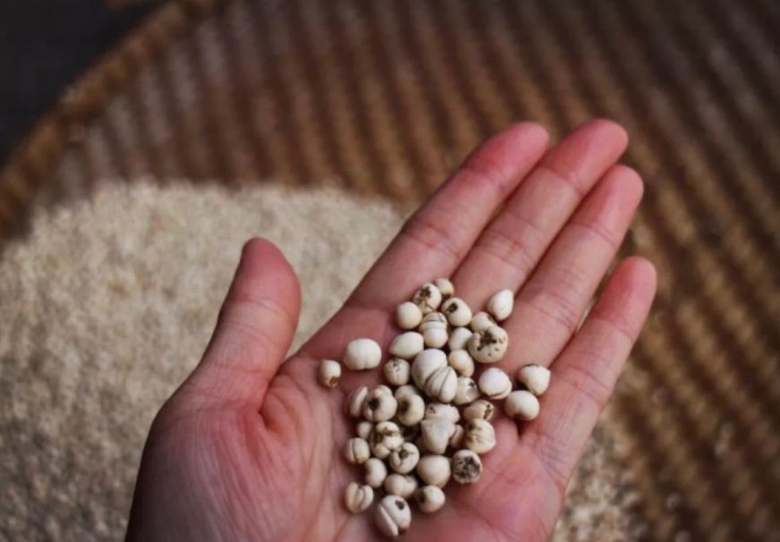 怀中抱月”是形容哪个药材的特征