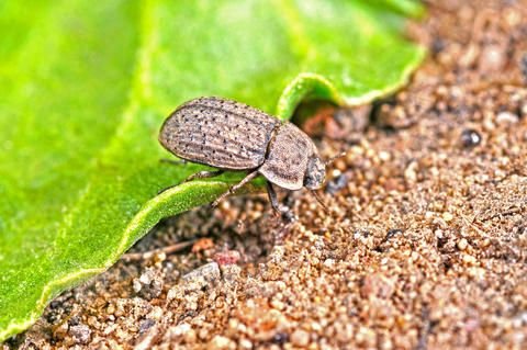 No.66 霸键甲虫的动画信息