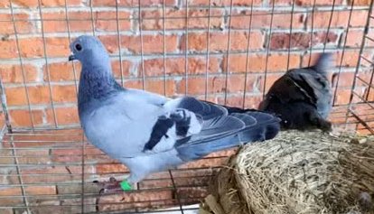 斑鸠和鸽子是否可以自然杂交出好鸽子品种？有何依据？