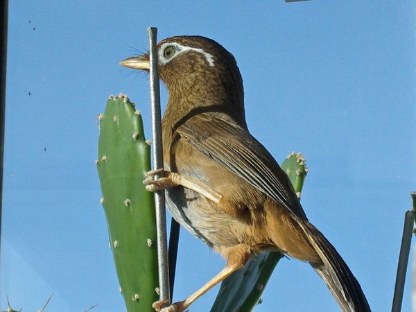 鼠鸟目的生活习性