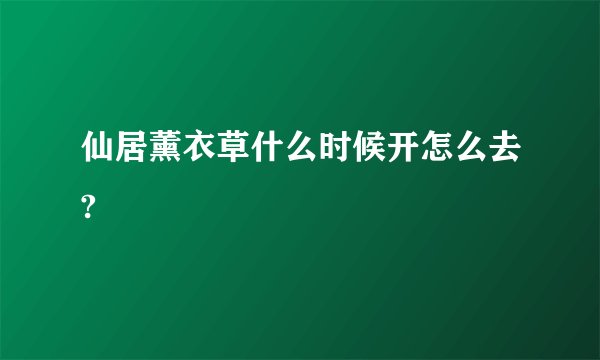 仙居薰衣草什么时候开怎么去?