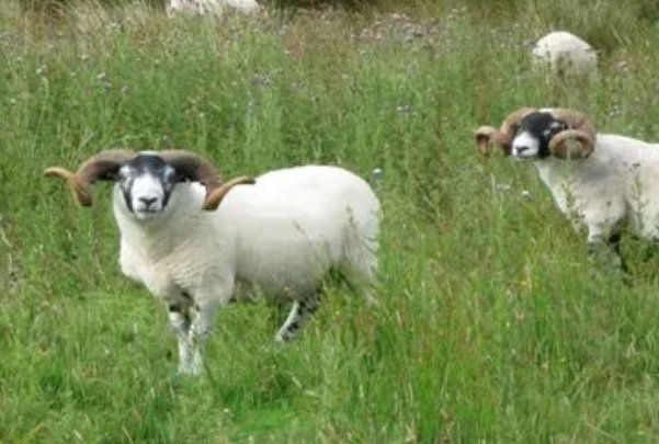 起居无时打一个正确生肖