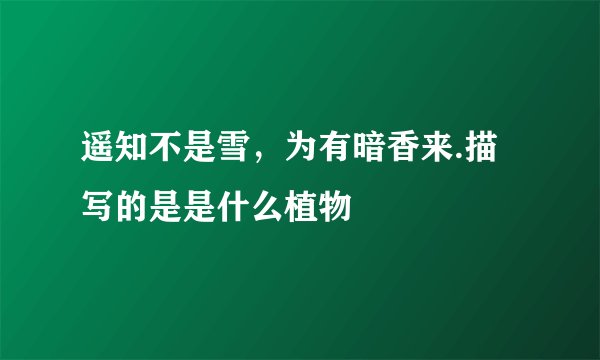 遥知不是雪，为有暗香来.描写的是是什么植物