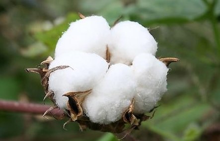 什么的棉花怎么填空?