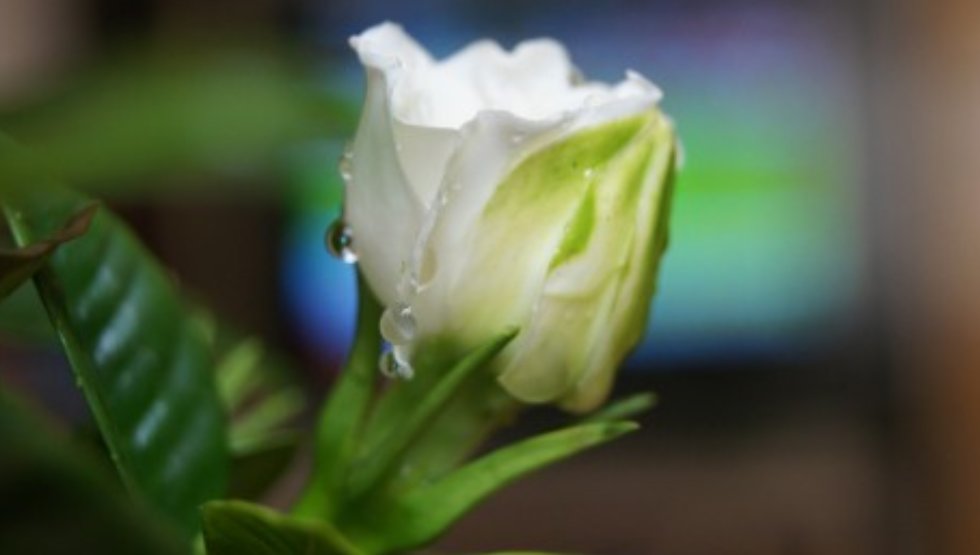 什么花会在什么时间开放？