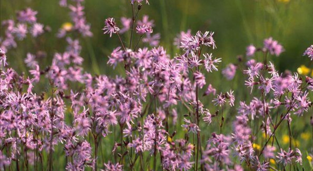 什么花会在什么时间开放？