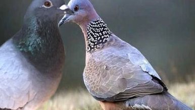 斑鸠和鸽子是否可以自然杂交出好鸽子品种？有何依据？