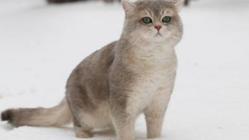 文章通过一家三口与三只小猫的故事，赞美了什么？