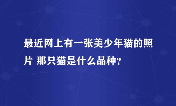 最近网上有一张美少年猫的照片 那只猫是什么品种？