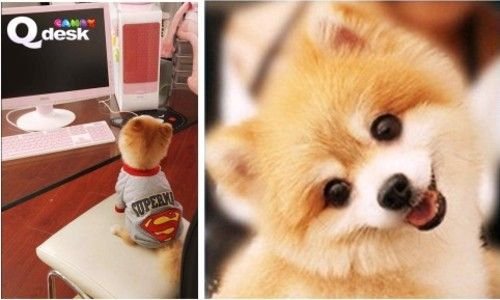 狗民网的网站简介