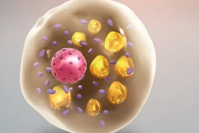 作为生物的社会层次划分