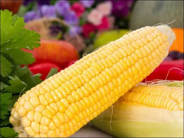 玉米价格创历史新高，今年的玉米价格为什么那么高？