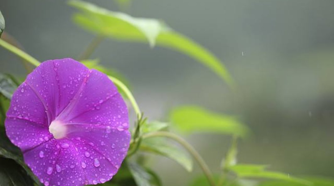 什么花会在什么时间开放？