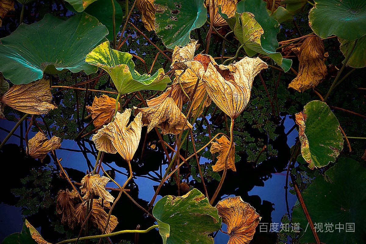 ‘留得残荷听雨声’出自哪里，全诗是什么