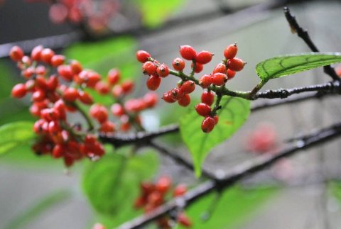 相思豆的种植方法