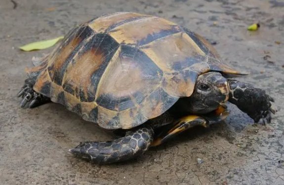 山龟是不是国家保护动物